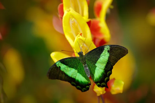 Green swallowtail buterfly, Papilio palinurus — Stock Photo, Image