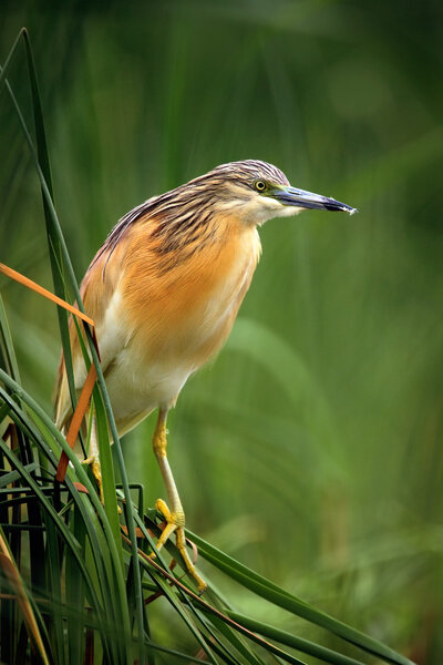Squacco Heron in the nature water