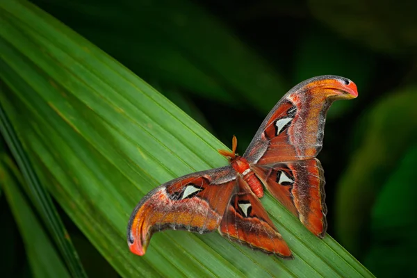 Bela borboleta grande — Fotografia de Stock