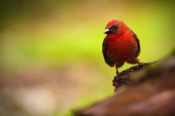 Vöröstorkás hangya-tanager (Habia fuscicauda) — Stock Fotó