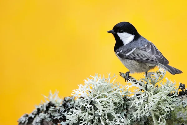 Songbird sitting on lichen branch — Stock Photo, Image