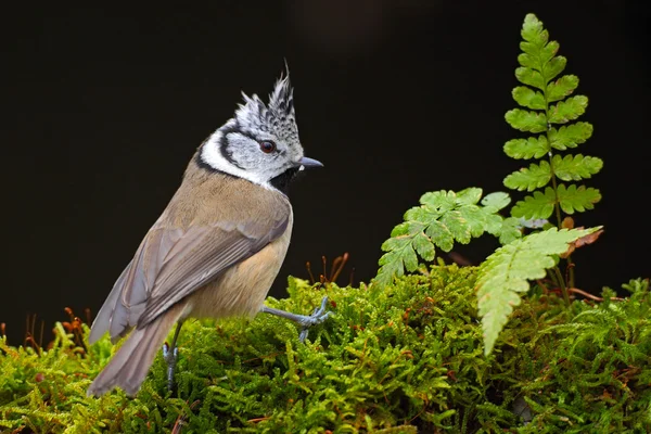 Κρεμούσα βυζί, καθισμένος τραγουδιστό πουλί — Φωτογραφία Αρχείου