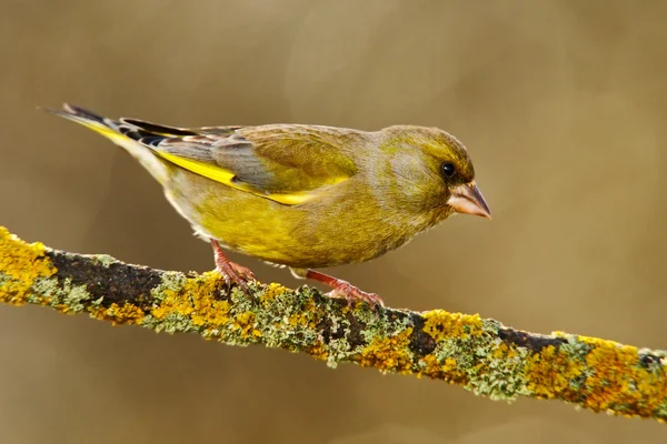 Желтая певчая птица на ветке — стоковое фото