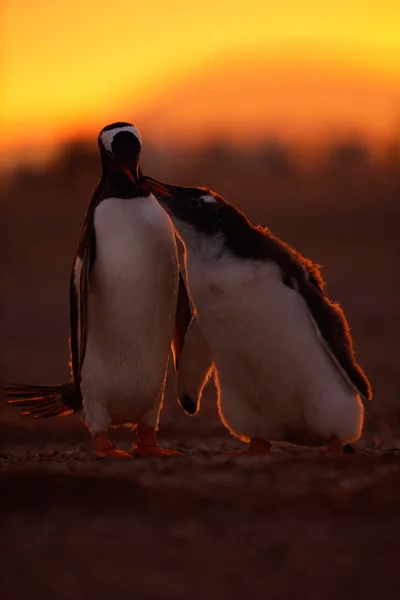 Utfodring scen gentoo pingviner — Stockfoto