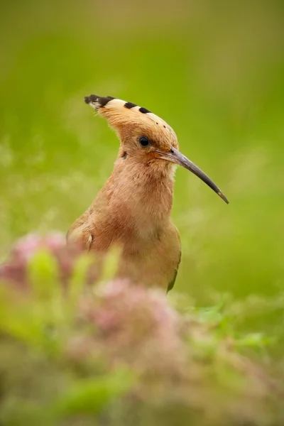 Vacker fågel sitter i gräset — Stockfoto