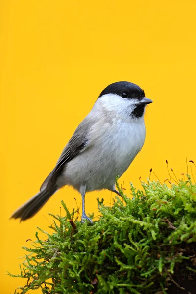 Carbonero palustre, parus palustris —  Fotos de Stock