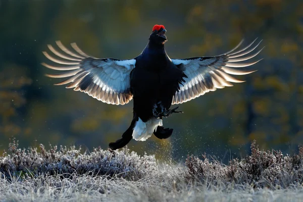 Flying Black Grouse — Stock Photo, Image