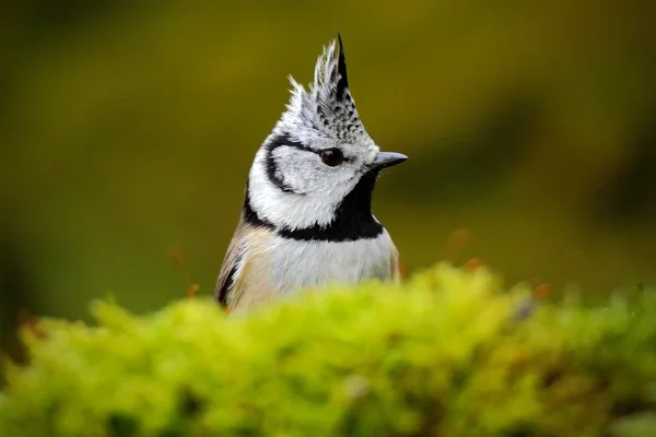 Detalhe escondido retrato de pássaro — Fotografia de Stock
