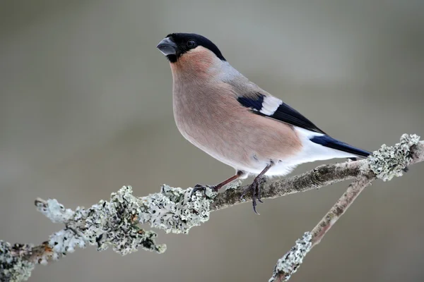 Bullfinch sentado no ramo líquen — Fotografia de Stock