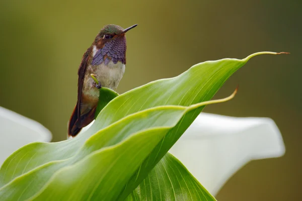 Φύλλα της Hummingbird ηφαίστειο στο πράσινο — Φωτογραφία Αρχείου