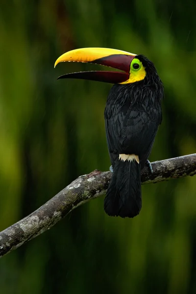 Καρίνα-τιμολογημένος toucan, ramphastos sulfuratus — Φωτογραφία Αρχείου