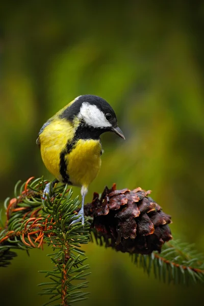 Great Tit sitting on tree branch — Stock Photo, Image