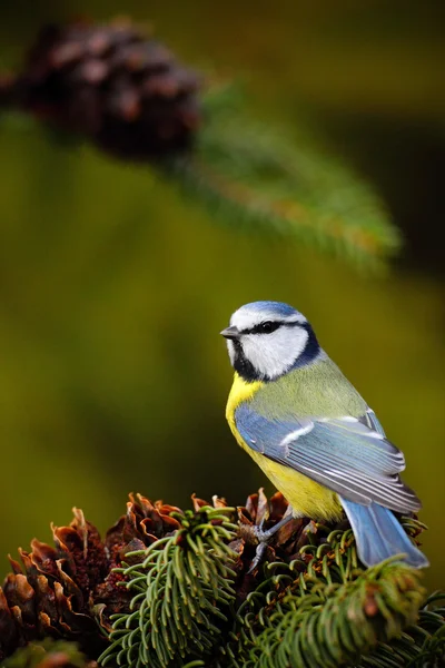 나무에 앉아 푸른 가슴 — 스톡 사진