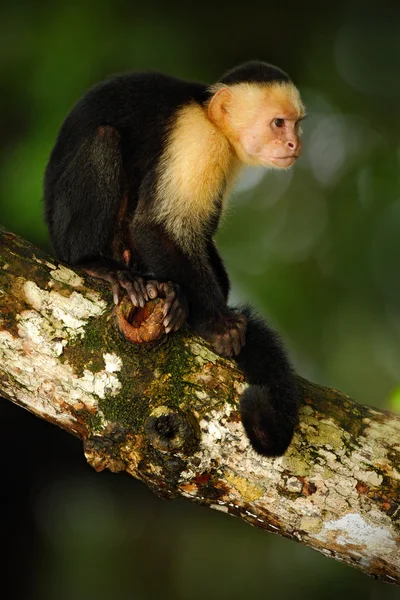 Mono capuchino sentado en la rama del árbol — Foto de Stock