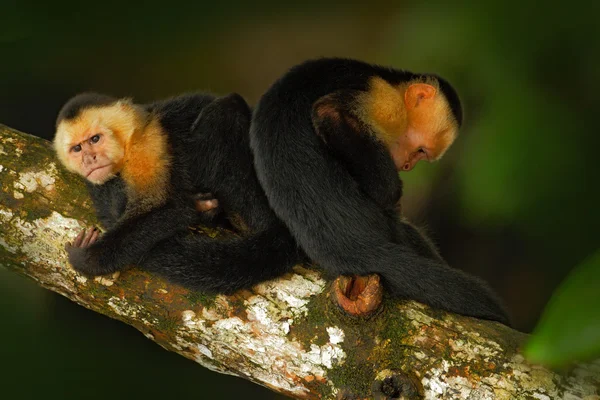 Capuchin apor sitter på trädgren — Stockfoto