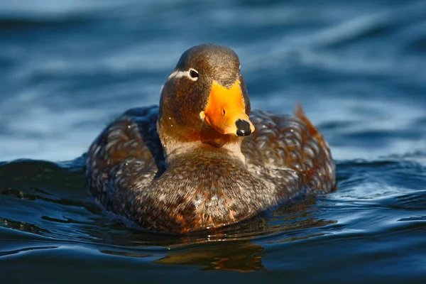 Kelp gås, chloephaga hybrida — Stockfoto