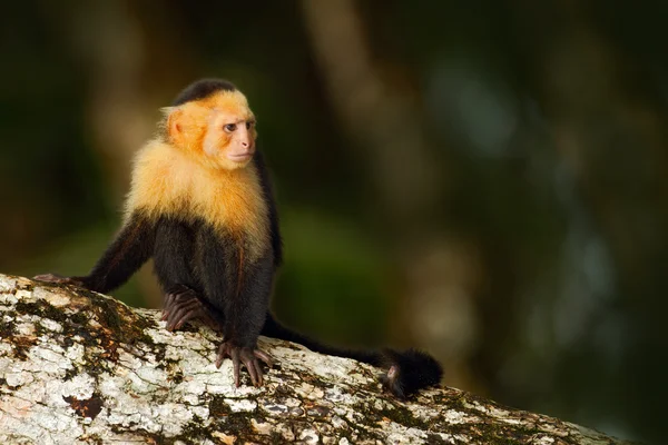 坐在树枝上的卷尾猴 — 图库照片