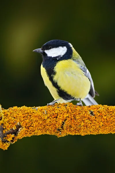 Koolmees Zittend op een tak — Stockfoto