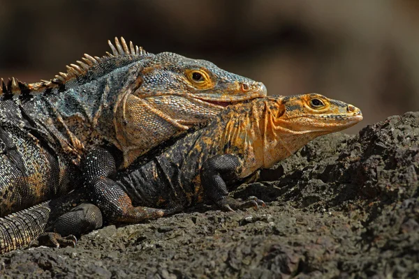 Sürüngenler, siyah Iguanas çifti — Stok fotoğraf