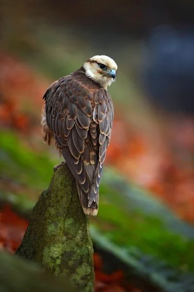 Roofvogel zittend op de steen — Stockfoto