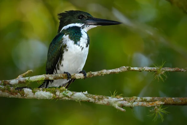 Green and white kingfisher bird — Stock Photo, Image