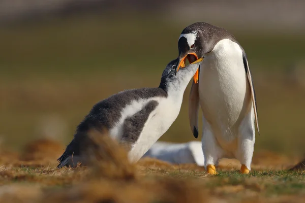Cena de alimentação de pinguins gentoo — Fotografia de Stock