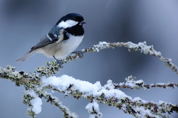 Sosnówka, parus ater — Zdjęcie stockowe