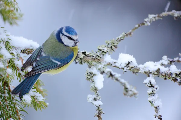 Blue Tit sitting on nice lichen branch — Φωτογραφία Αρχείου