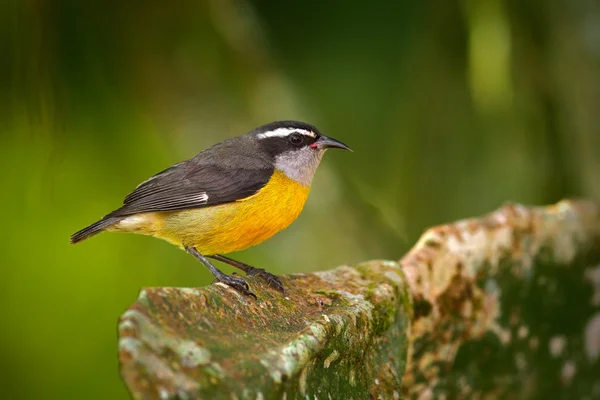 Kis madár Bananaquit — Stock Fotó