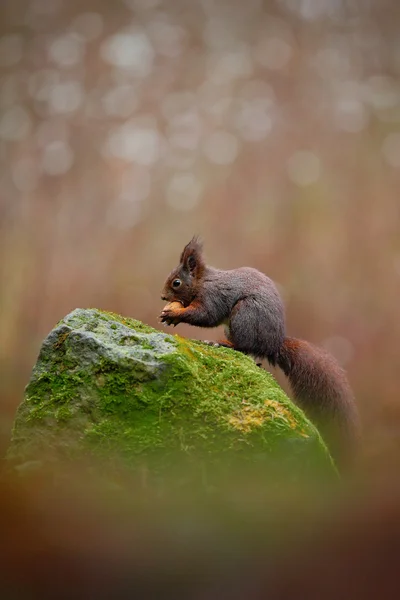 Niedliches Rotes Eichhörnchen — Stockfoto