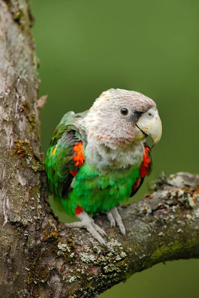 Papagaio de pescoço castanho — Fotografia de Stock