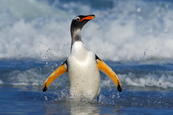 Tučňák magellanský plavání ve vlnách — Stock fotografie