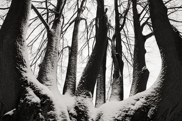 Samotny drzew zimą — Zdjęcie stockowe