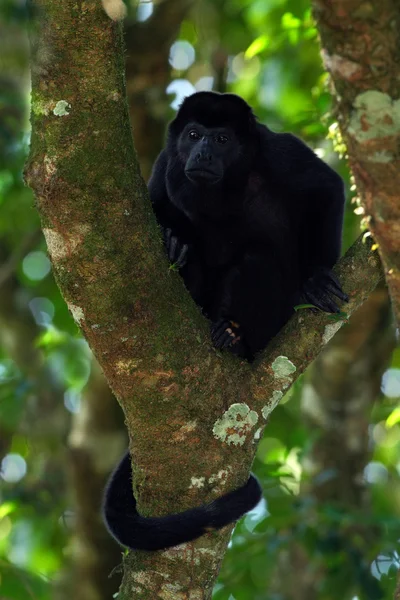 Καλυμμένοι με μανδύα ουρλάζων μαϊμού — Φωτογραφία Αρχείου
