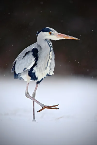 Šedá volavka v bílém sněhu — Stock fotografie