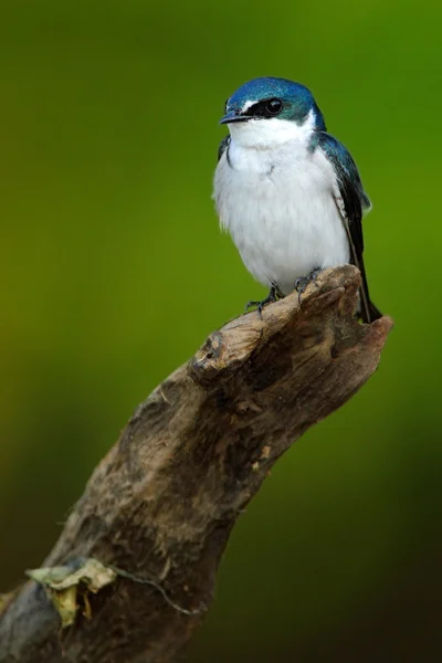 Mangrove Swallow sitting on branch — Stock Photo, Image