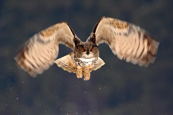 Uhu-Fliegenjagd — Stockfoto