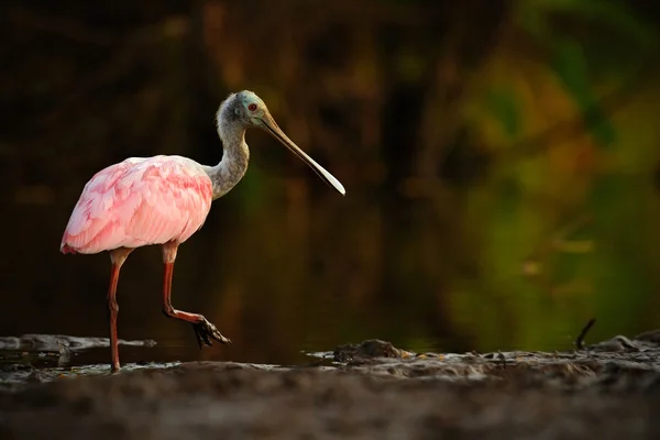 Spoonbill bird in the water — Stock Photo, Image