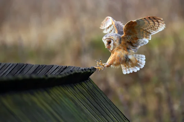 Chouette des clochers atterrissant sur un toit en bois — Photo