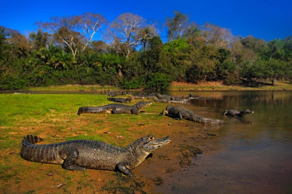 Coccodrilli nella superficie del fiume — Foto Stock
