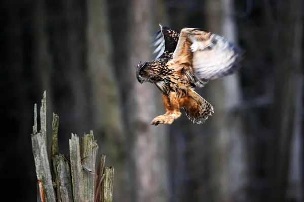 Chasse à la mouche de l'aigle eurasien — Photo