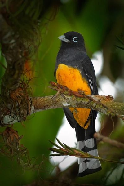 Guianan Trogon sitting on thin branch — Stock Photo, Image