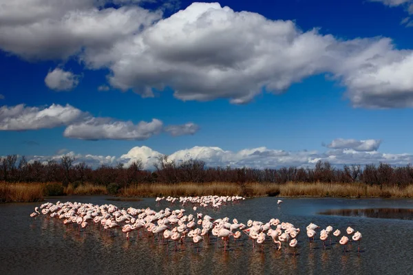 Flamingos maiores em água azul escura — Fotografia de Stock