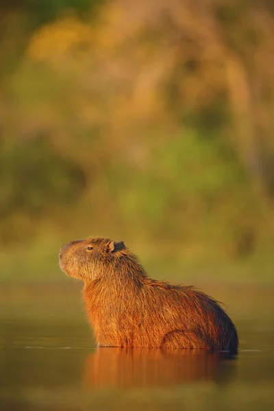 Kapybara i vattnet med kvällsljus — Stockfoto