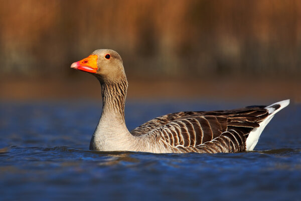 Greylag Goose floating 