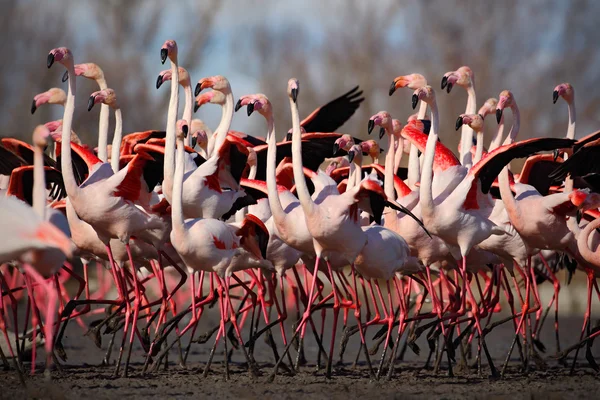 Grupo dos Grandes flamingos — Fotografia de Stock