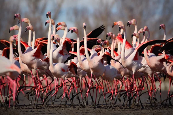 Gruppo di fenicotteri maggiori — Foto Stock