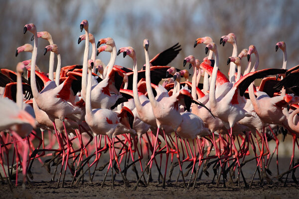 group of Greater Flamingos