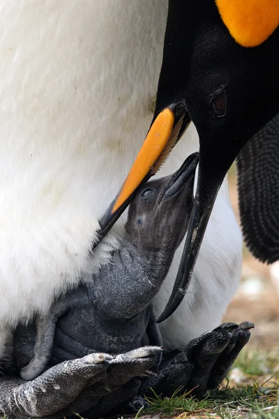 Gentoo pingvin etetés jelenet — Stock Fotó