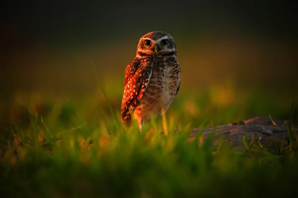 Burrowing Owl with beautiful evening sun — Stock Photo, Image